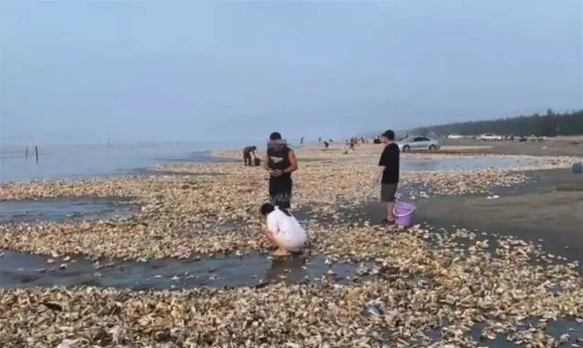 海滩退潮现生蚝盛宴，市民乐享自然馈赠